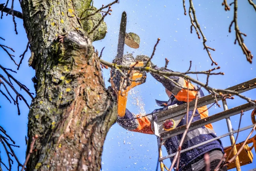elagage arbres en toute sécurité (Moyenwebp